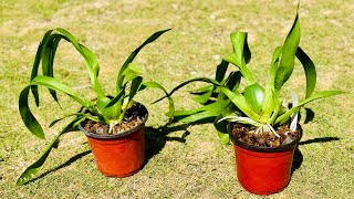 Repot of my colmanara massai white #oncidium #orchid