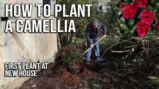 How to Plant a Camellia - First Plant at New House