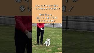 【吠える代わりに◯◯】無駄吠えに効果のあるトレーニング#shorts ③