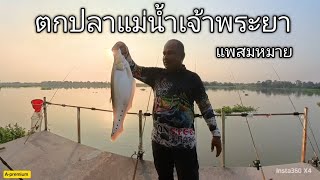 #fishing ตกปลาหน้าดินแม่น้ำเจ้าพระยา ที่แพสมหมายบางไทรอยุธยา# ทำแกงเขียวหวานปลากราย