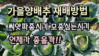 [24-117]가을양배추 재배방법, 씨앗파종시기와 모종심는시기 언제가 좋을까!!