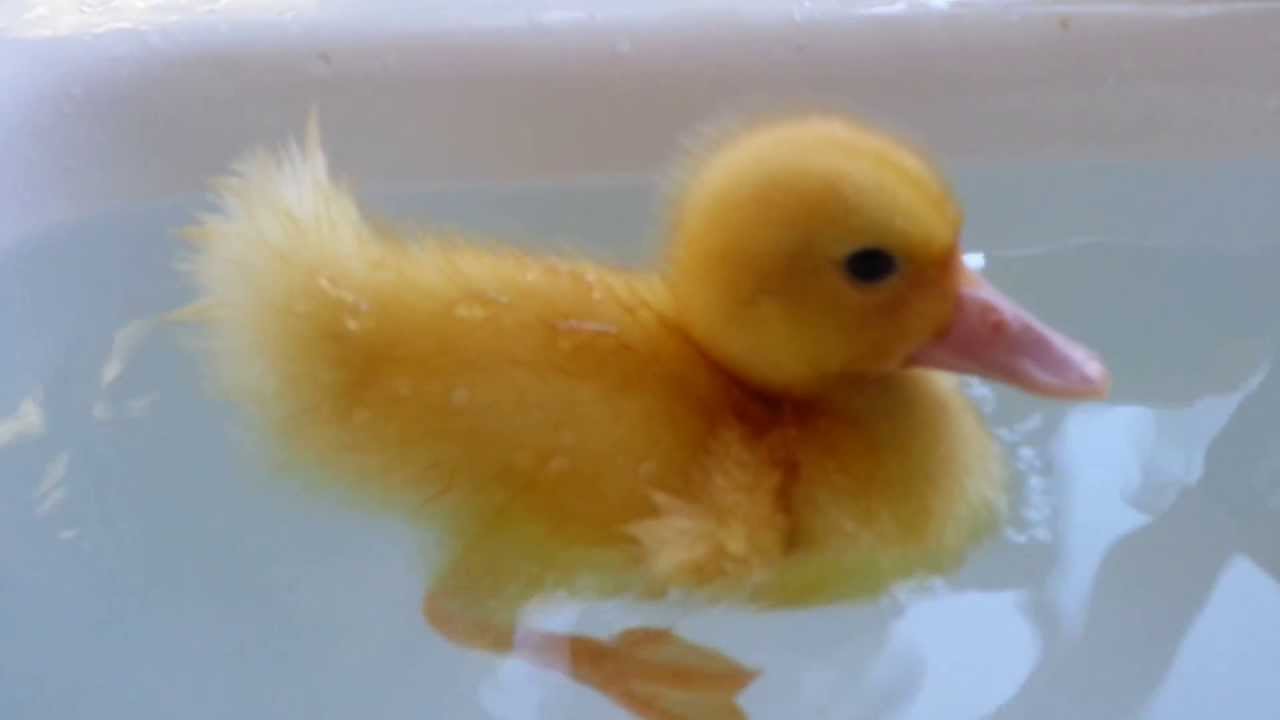 Duckling Taking A Bath Youtube