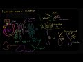 Endomembrane system | Structure of a cell | Biology | Khan Academy Hebrew