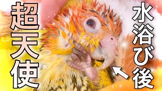 インコ水浴び後の姿が産まれたての天使のようでしたw【シロハラインコ】