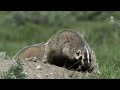 american badger დამარხავს ძროხებს და მეგობრობს კოიოტებთან. ვულვერინს შეშურდება მისი სისწრაფე და შესაძლებლობები