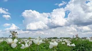 Today's beauty is the use of the heart,I wish you a happy Suddenly strayed into Hayao Miyazaki's sky