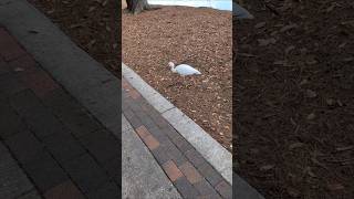 White Ibis Walks from Wood Chips to Pavers to Sidewalk at Lake Eola Park! Orlando, Florida