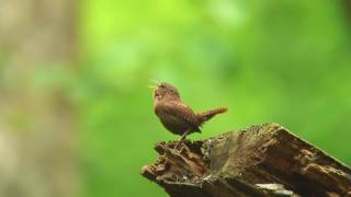 ミソサザイ（2）さえずり（戸隠と都民の森） - Eurasian Wren - Wild Bird - 野鳥 動画図鑑