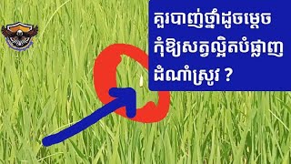 EP266 គួរបាញ់ថ្នាំដូចម្តេចកុំឲ្យសត្វល្អិតបំផ្លាញដំណាំស្រូវ ?​ @linchengruy [@linchengruy