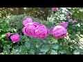 4k動画 港の見える丘公園の薔薇　2023年5月18日　市の花 薔薇が凄い！