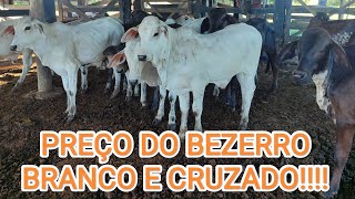 PREÇO DO BEZERRO ATUALIZADO!! OLHA O PREÇO SUBINDOOOO!!!!