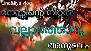 മനസ്സിന്റെ നീറ്റൽ  അതൊരു വേദന തന്ന അതിലേക്കെത്തുന്ന  ഒരു തലോടൽ ആശ്വാസവുംLina\u0026liya vlog