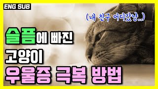 고양이도 상실에 슬퍼합니다 . 고양이 우울증에 대해