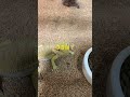 【爬虫類】カリカリ音がたまらないフトアゴ beardeddragon 爬虫類 エキゾチックアニマル フトアゴヒゲトカゲ フトアゴ かわいい cute pogonavitticeps