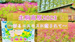 【やす旅公式Vlog】生駒高原2023～彩るコスモスに癒されて～