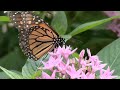 Louisville Zoo raising awareness about newly endangered monarch  butterflies