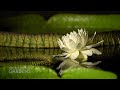 victoria cruziana waterlily blooming