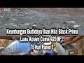 KEUNTUNGAN BUDIDAYA IKAN NILA BLACK PRIMA DI KOLAM SELUAS 420 M² / 30 BATA | 75 HARI SIAP PANEN !!