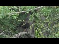 female ovambo sparrowhawk having breakfast. safari live. 23 february 2019