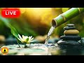 🔴 Relaxing Zen Music 24/7, Stress Relief Music, Sleep Music, Meditation Music, Study, Forest Sounds