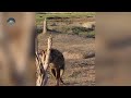 epic buffalo battles against predators animal planet