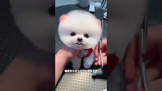 可爱呆萌的茶杯犬 #shorts