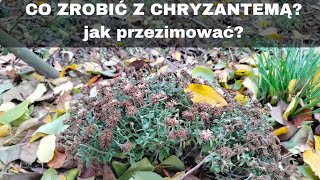 Co zrobić z chryzantemami jesienią?jak przezimować chryzantemy?