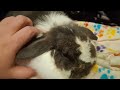 dealing with nonspecific diarrhea in domestic rabbits