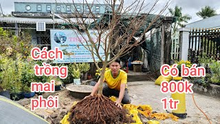 Mai vàng sắp đế. Vườn mai Thầy Kính ĐT 0767 233 171. Ngày 28 tết.