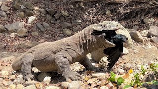 Komodo Dragons Prey On The Carcasses Of Large Crows