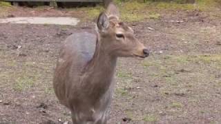 野生の鹿との出会い　宝ヶ池