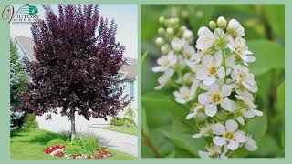 Canada Red choke cherry - Victory Greens Nursery