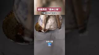 沿着运河看非遗 | “一两徽墨一两金”，秘密就在这把锤子里