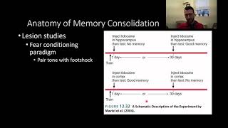 PSY210 CH13PT7: Memory Consolidation