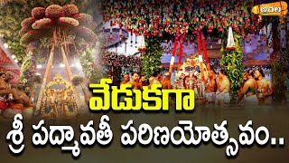 వేడుకగా శ్రీ పద్మావతీ పరిణయోత్సవాలు.. l Sri Padmavati Parinayotsavam l Tirumala l #achalabhakthitv