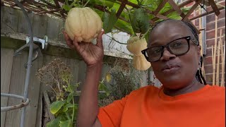 Giant Chayote Squash Harvest In My London Garden