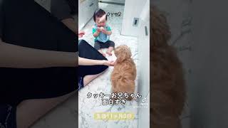 【生後11ヶ月0日】クッキーお兄ちゃん🐶面白いすぎ🤣👶 #ソラ君 #baby #赤ちゃん #生後11ヶ月 #shortvideo #shorts #育児 #子育て #可愛い #イクメン #孫