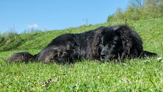 The Adorable and Loyal Newfoundland Dog: A Story of Canada's Iconic Breed