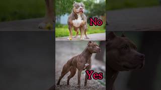 ഇതു ശരിക്കും American Pitbull Teriyar ആണോ.Real pitbull or fake pitbull. palakkadan pets #dog