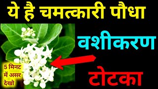 किसी को पाने के लिए क्या करना चाहिए, | मदार के फूल से करें वशीकरण | सबंध बनाने का टोटका | vashikaran