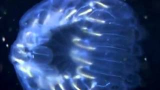 Alan Watts Go Out With a Bang not a Whimper No Music