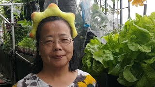 (阿美美) 蝶豆花長太大了 要移植到戶外 Butterfly flower Bunga rama-rama ดอกไม้ผีเสื้อ Bunga kupu-kupu तितली फूल 나비 꽃