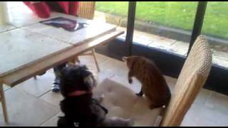 Boxing Bengal fights Daphne Dog