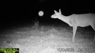 Paranormal Activity on Trail camera? Orb?