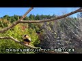 ノックする野鳥〜山から飛んできて、ご飯ちょーだい！