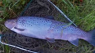 Ythan 4lb sea trout by Andrew Wallace (aged 13)