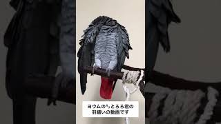 大型インコ ヨウムの羽繕い