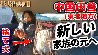 豚小屋に押し込められていた捨て犬に福が来た！？｜中国の田舎暮らし(手作りうどん)