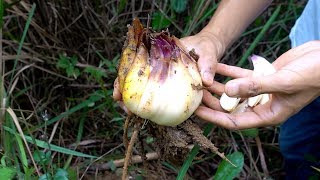 Wild lily in the mountains, people in the city use soup, no cows in the countryside