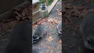 Mom raccoon brings winter babies to backyard daycare #shorts